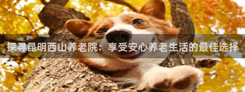 韦德1946国际